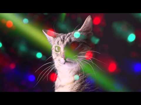 Meow mix disco (baile)
