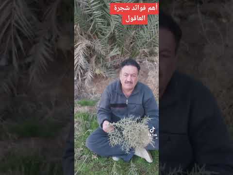 أهم فوائد شجره العاقول