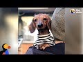 Watch This Little Dog Make The Craziest Recovery - NOODLES | The Dodo