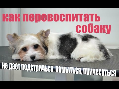 Собака не дает себя расчесать, погладить! Как ее перевоспитать и что делать в такой ситуации?!
