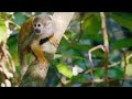 Squirrel Monkeys: Anatomy and Behavior