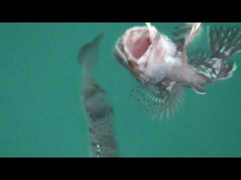 ガシラ（カサゴ）ヒット。のべ竿でサビキ釣り。オキアミを付けエサにすれば、根魚が簡単に釣れます。