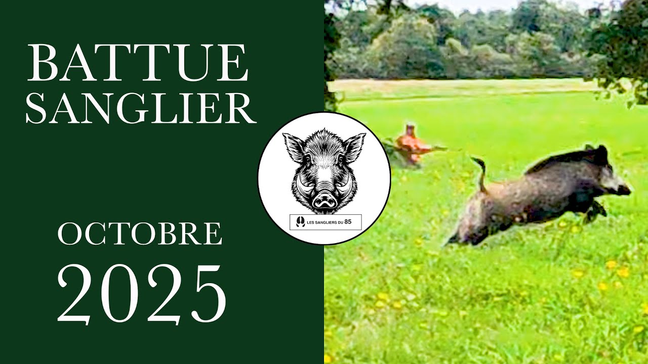 CHASSE SANGLIER 2025 