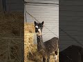 Adorable Alpaca Evening Routine &ndash; Stella, Isolde &amp; Ronnie&rsquo;s Cozy Relax Time 🦙🌙