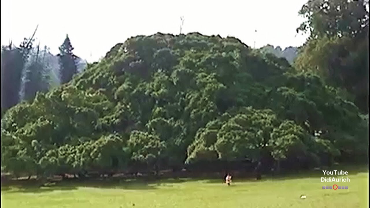 Sri Lanka, botanischer Garten in Kandy, Royal Botanical Gardens of