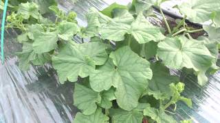 ふらのハーモニーメロンの出来るまで