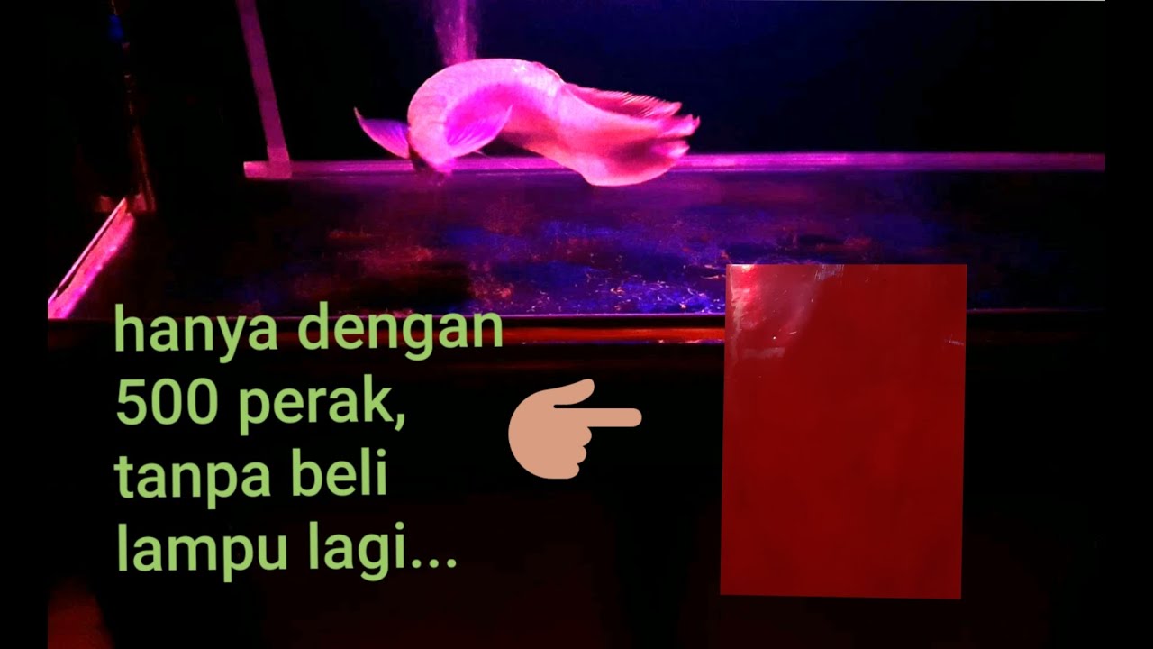  AQUARIUM  BACKGROUND HITAM  ARWANA SILVER RED YouTube