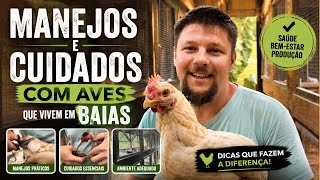 Rotina de Cuidados com Aves em Baias na Prática | Coração Campeiro 