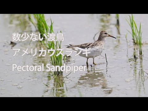 【数少ない渡鳥】アメリカウズラシギ Pectoral Sandpiper