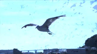 Sassya- 同じ世界 Official Video