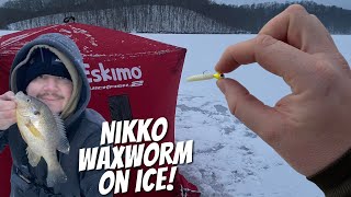 Ice Fishing in Ohio with the Nikko Waxworms! (My FIRST Fish Ohio Species of The Year!)