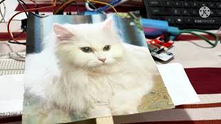 AI Cat Breed Identifier