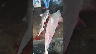 This Is Not Shark, But Ray, Or Known As Shark Ray. Resimi