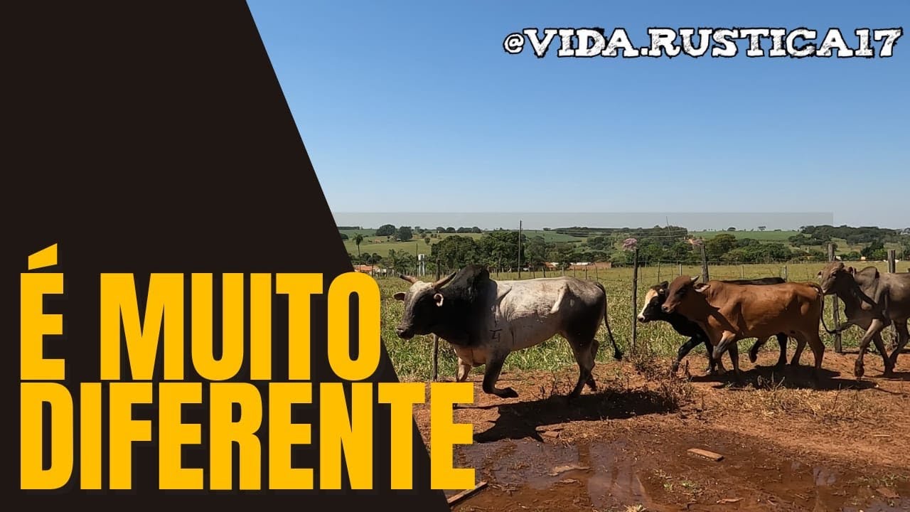 Boiada de RODEIO é MUITO DIFERENTE #vidarústica #rodeio - YouTube