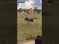 CRAZY MOMENT ‼️ Giant Hippo Scares Away a Lion! Incredible Animal Moment #animals #shorts