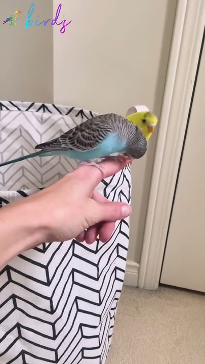 why-does-my-budgie-flap-its-wings-really-fast-budgie-budgiesounds