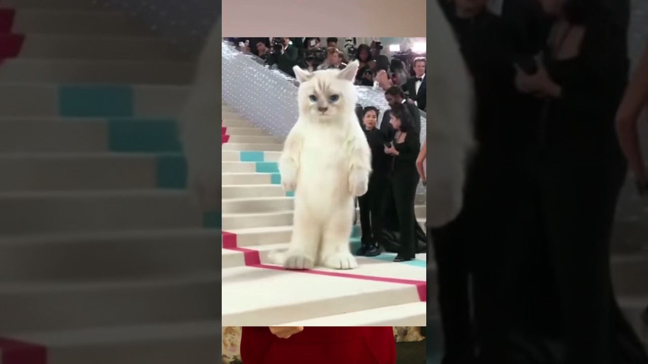 Костюм кота! - YouTube