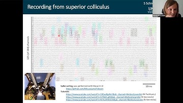Advancements in multielectrode recording techniques in neurophysiology: Wire probes to Neuropixels