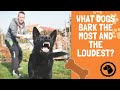 What dogs bark the most and the loudest? | DOG BLOG 🐶 #BrooklynsCorner