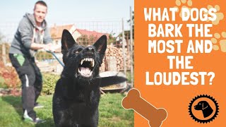 What dogs bark the most and the loudest? | DOG BLOG 🐶 #BrooklynsCorner