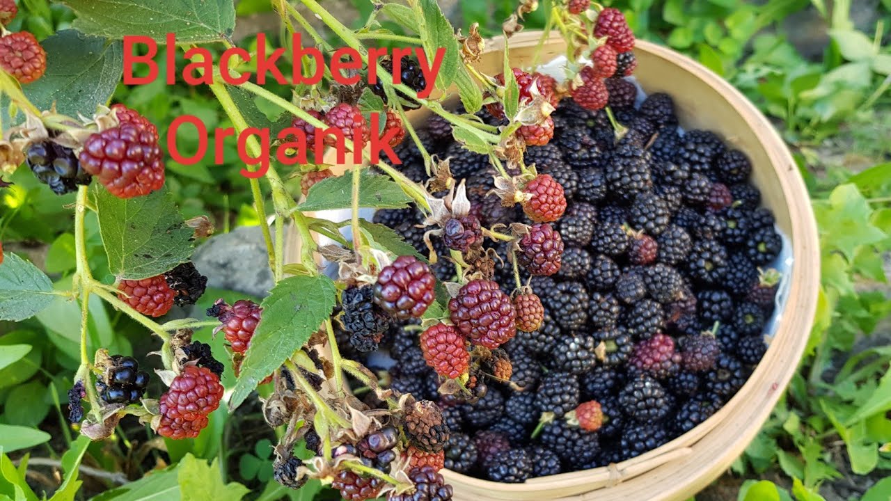 Kebun Organik Panen Blackberry Murbei Vetrarini Leroy Youtube