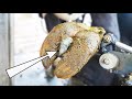 unexpected HUGE STONE stuck in COWS HOOF!