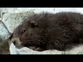 Cute marmots waking up from Hybernation - BBC Animals