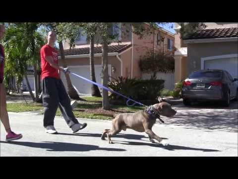 aggressive-pit-bull---destroys-other-dogs!-(-part-1-)