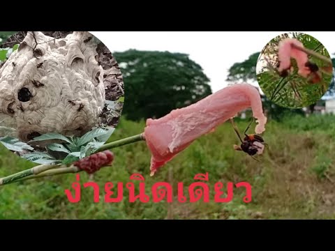 วิธีตามหารังต่อ ด้วยเนื้อ