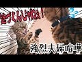 強烈夫婦喧嘩!ベンガル嫁猫ベルは鬼嫁?