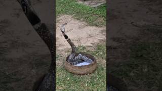 Top 5 Most Dangerous Animals in the United States 😨🇺🇸