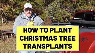  How To Plant Christmas Trees Using Bare Root Transplants