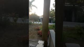 Download Lagu pagi2 nyruput kopi MP3