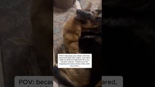 Save Jagger: The Brave German Shepherd Fighting Oral Cancer