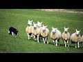 Le travail magnifique des chiens de troupeaux  sheepdog  border collie