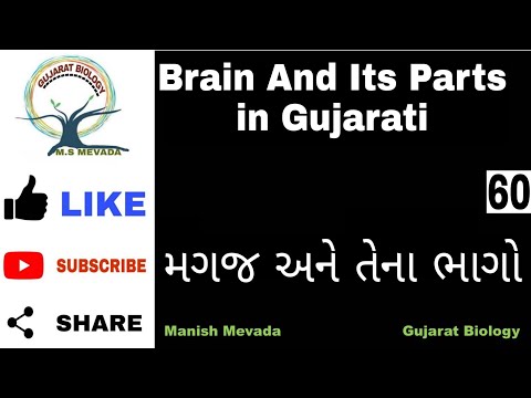 Brain & Its Parts in Gujarati (મગજ અને તેના ભાગો )