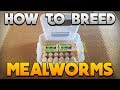 Raising And Breeding Mealworms - DIY Mealworm Farm