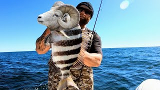 Best Sheepshead Fish Bite All Year!