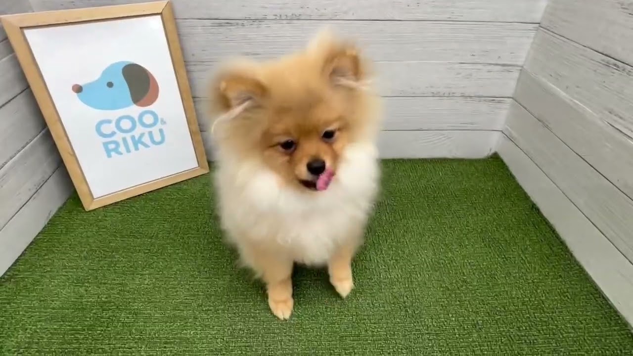 ペットショップ Coo＆RIKU No.735818 ポメラニアン - YouTube