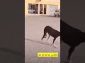 مسوي درباوي انت وجهك حت لايك وا تابعني تكفه تبوك