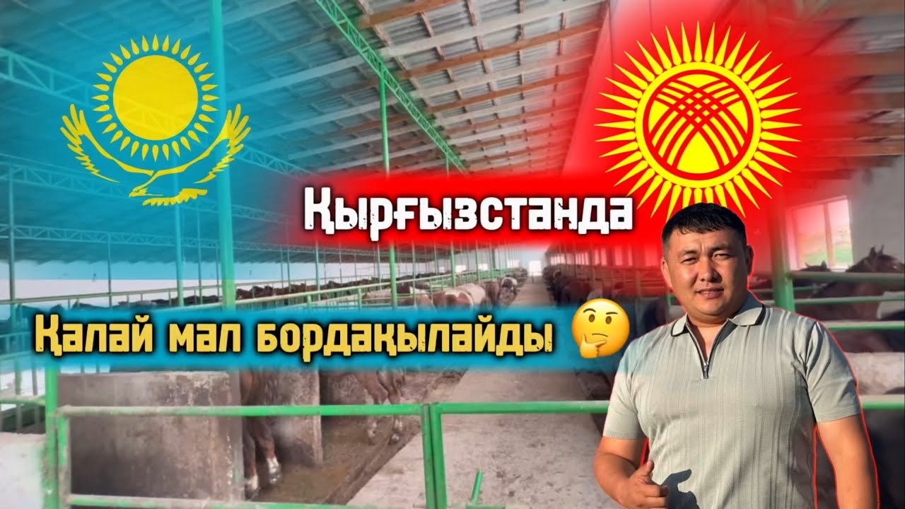 ҚЫРҒЫЗСТАНДА малды қалай бордақылайды 🤔