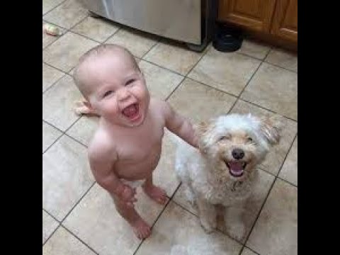 TOP 10 dog barking videos compilation 2016 ♥ Dog barking sound - Funny dogs.mp4 - YouTube