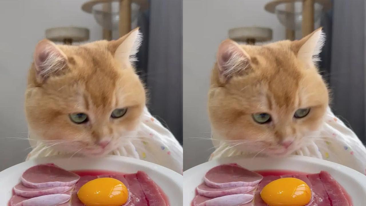 The most delicious thing in the world is this cat eating fresh meat bones