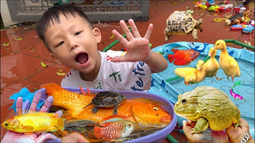 Tổng hợp video cá cảnh đẹp, Chip Pi bắt con vịt, rùa , cá chép koi vàng , cua , ếch , cá beta ,ốc