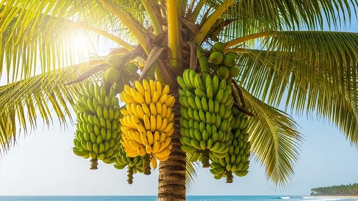 Growin​​ Coconut in Banana for amazing fruits to get many fruits in a short time-How to grow coconut