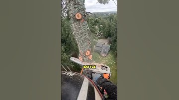 Professional Tree Climber