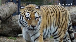 アムールトラ タツオとアイ　屋外同居~Amur Tiger