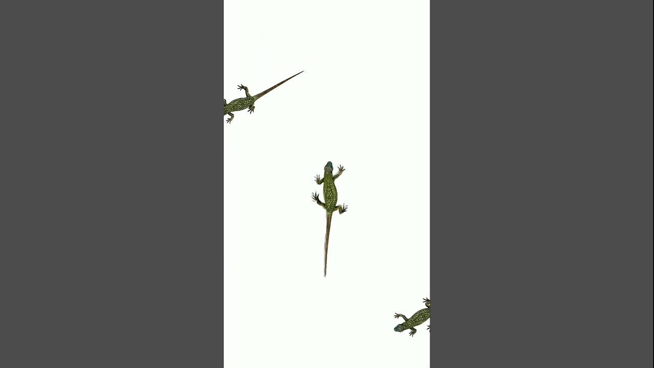 Lizard for Cats | Bugs For Bearded Dragon  🦎🐞 