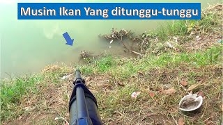 Musim Ikan Yang Ditunggu-tunggu akhirnya Tiba Juga