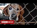 Rescuing the abandoned animals of Ukraine - BBC News